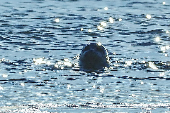 Seal in Sparkling Bay Water