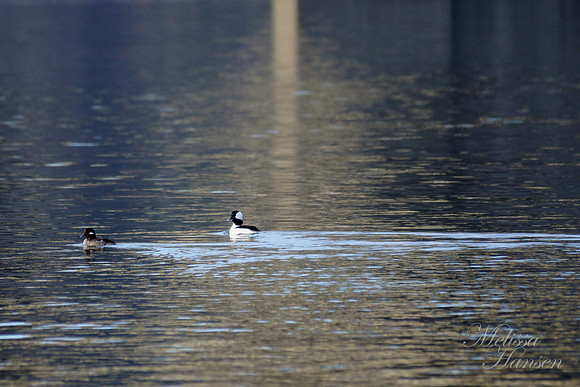 Birds on The Bay