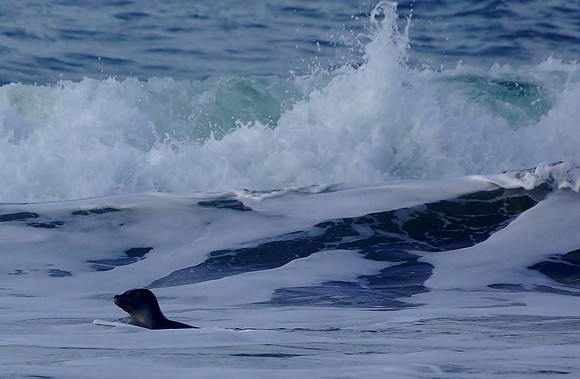 Beautiful Seal Pup in the Ocean Surf