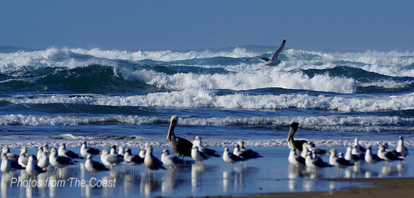 Pelican and Gull Enjoy Sunny Winter Afternoon