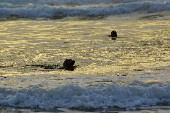 Young Seals Playing in the Evening Shallows