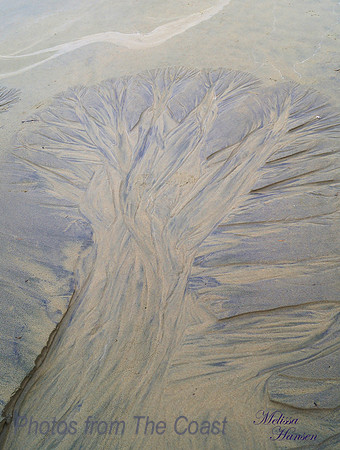 Tree Carved by The Tide
