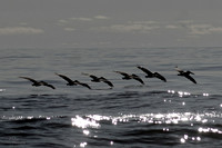 Pelican Flying