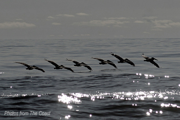 Pelican Flying