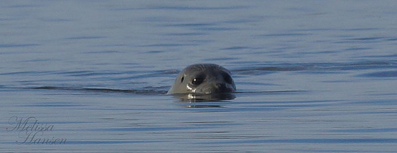 Timid Baby Seal