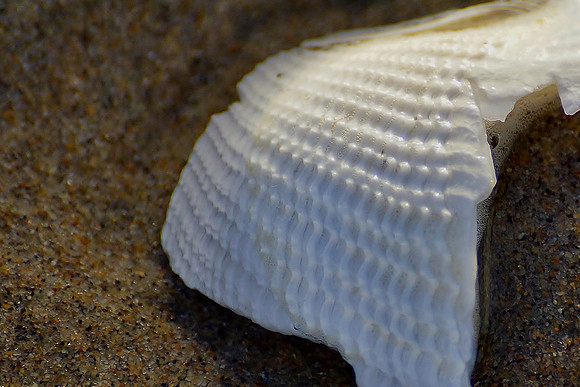 Shell Piece with Amazing Pattern